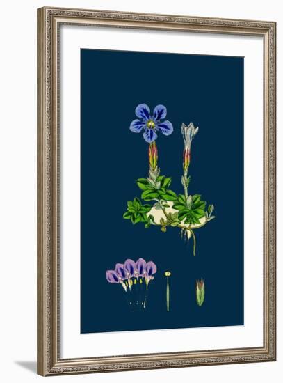 Erysimum Orientale; Hare's-Ear Cabbage-null-Framed Giclee Print