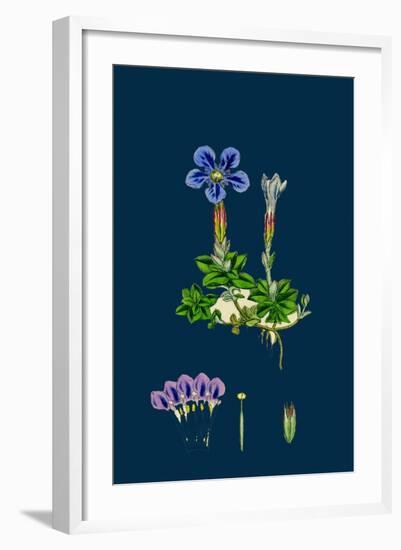 Erysimum Orientale; Hare's-Ear Cabbage-null-Framed Giclee Print