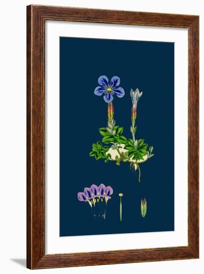 Erysimum Orientale; Hare's-Ear Cabbage-null-Framed Giclee Print