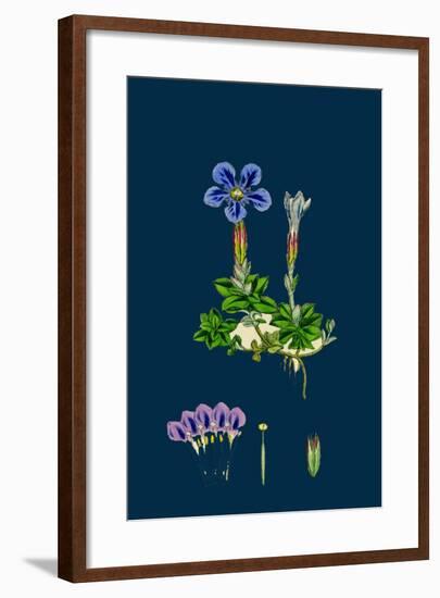 Erysimum Orientale; Hare's-Ear Cabbage-null-Framed Giclee Print