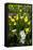 Erythronium Grandiflorum-Bob Gibbons-Framed Premier Image Canvas