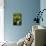 Erythronium Grandiflorum-Bob Gibbons-Photographic Print displayed on a wall