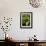 Erythronium Grandiflorum-Bob Gibbons-Framed Photographic Print displayed on a wall