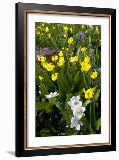 Erythronium Grandiflorum-Bob Gibbons-Framed Photographic Print