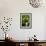 Erythronium Grandiflorum-Bob Gibbons-Framed Photographic Print displayed on a wall