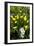 Erythronium Grandiflorum-Bob Gibbons-Framed Photographic Print