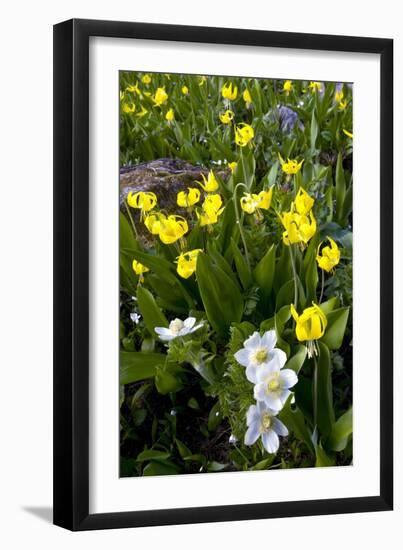 Erythronium Grandiflorum-Bob Gibbons-Framed Photographic Print