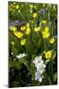 Erythronium Grandiflorum-Bob Gibbons-Mounted Photographic Print