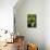 Erythronium Grandiflorum-Bob Gibbons-Mounted Photographic Print displayed on a wall