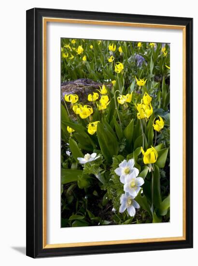 Erythronium Grandiflorum-Bob Gibbons-Framed Photographic Print