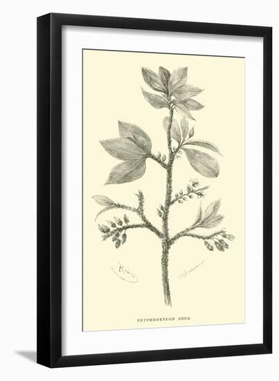 Erythroxylon Coca-Édouard Riou-Framed Giclee Print