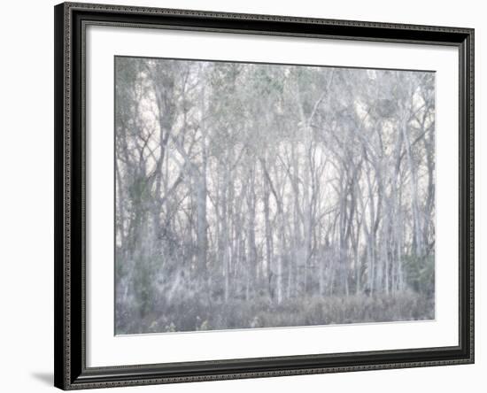 Escalante Trees-Chris Dunker-Framed Giclee Print