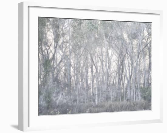 Escalante Trees-Chris Dunker-Framed Giclee Print