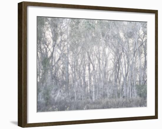 Escalante Trees-Chris Dunker-Framed Giclee Print