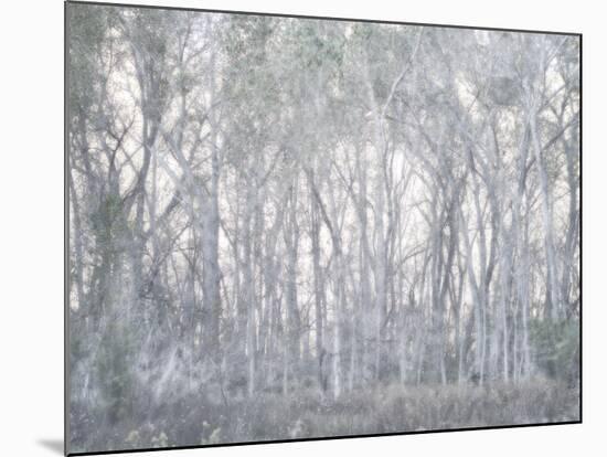 Escalante Trees-Chris Dunker-Mounted Giclee Print