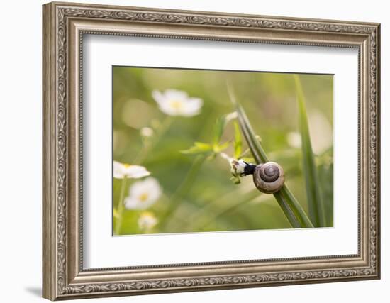 Escargot, Tree Escargot, Flowers-Jurgen Ulmer-Framed Photographic Print