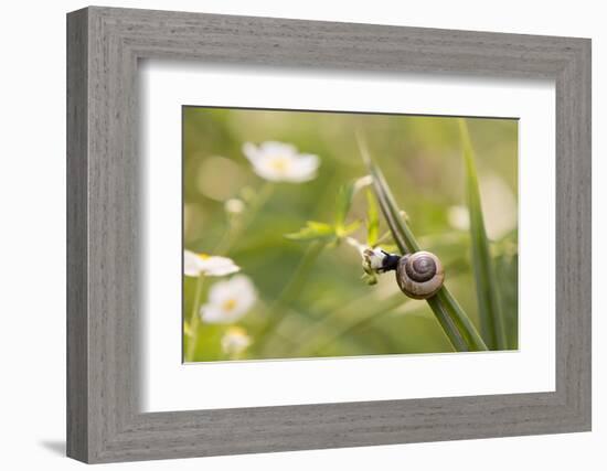 Escargot, Tree Escargot, Flowers-Jurgen Ulmer-Framed Photographic Print