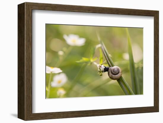 Escargot, Tree Escargot, Flowers-Jurgen Ulmer-Framed Photographic Print