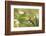 Escargot, Tree Escargot, Flowers-Jurgen Ulmer-Framed Photographic Print