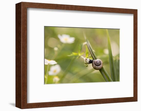 Escargot, Tree Escargot, Flowers-Jurgen Ulmer-Framed Photographic Print