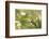 Escargot, Tree Escargot, Flowers-Jurgen Ulmer-Framed Photographic Print