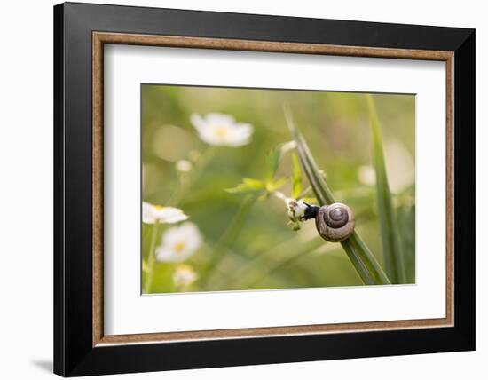 Escargot, Tree Escargot, Flowers-Jurgen Ulmer-Framed Photographic Print