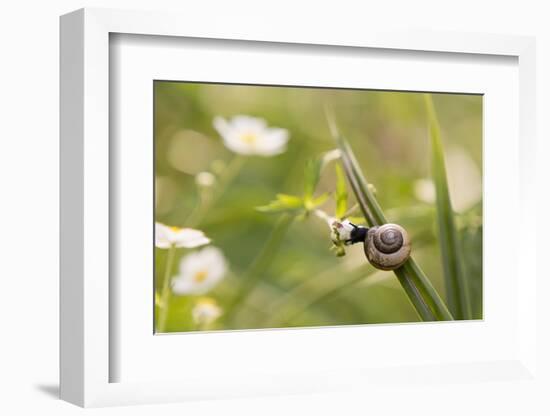 Escargot, Tree Escargot, Flowers-Jurgen Ulmer-Framed Photographic Print