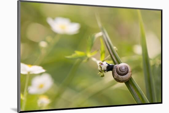 Escargot, Tree Escargot, Flowers-Jurgen Ulmer-Mounted Photographic Print