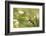 Escargot, Tree Escargot, Flowers-Jurgen Ulmer-Framed Photographic Print