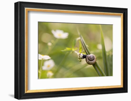 Escargot, Tree Escargot, Flowers-Jurgen Ulmer-Framed Photographic Print