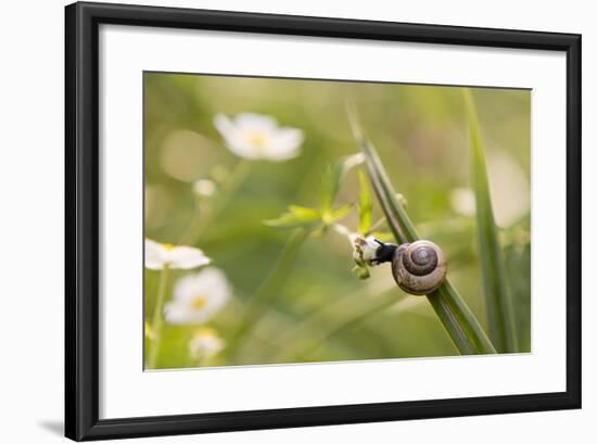 Escargot, Tree Escargot, Flowers-Jurgen Ulmer-Framed Photographic Print