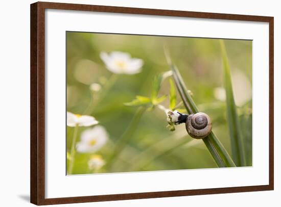 Escargot, Tree Escargot, Flowers-Jurgen Ulmer-Framed Photographic Print