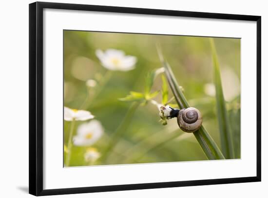 Escargot, Tree Escargot, Flowers-Jurgen Ulmer-Framed Photographic Print