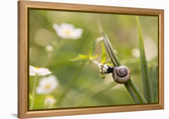 Escargot, Tree Escargot, Flowers-Jurgen Ulmer-Framed Premier Image Canvas