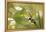 Escargot, Tree Escargot, Flowers-Jurgen Ulmer-Framed Premier Image Canvas