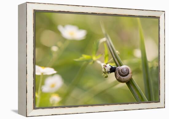 Escargot, Tree Escargot, Flowers-Jurgen Ulmer-Framed Premier Image Canvas