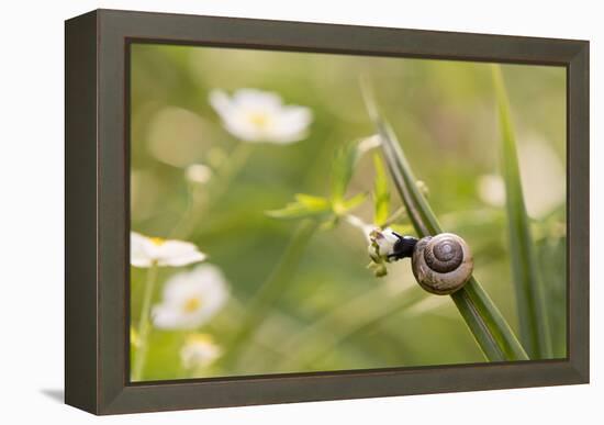 Escargot, Tree Escargot, Flowers-Jurgen Ulmer-Framed Premier Image Canvas