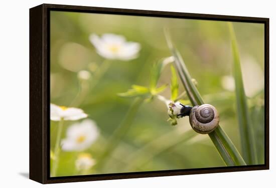 Escargot, Tree Escargot, Flowers-Jurgen Ulmer-Framed Premier Image Canvas