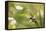 Escargot, Tree Escargot, Flowers-Jurgen Ulmer-Framed Premier Image Canvas