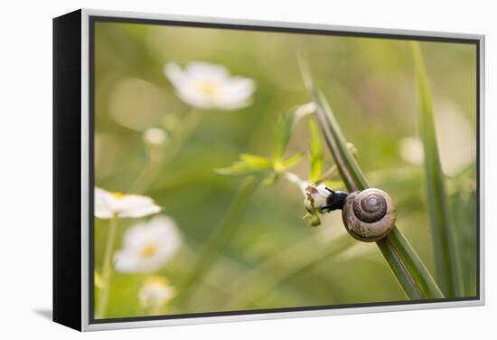 Escargot, Tree Escargot, Flowers-Jurgen Ulmer-Framed Premier Image Canvas