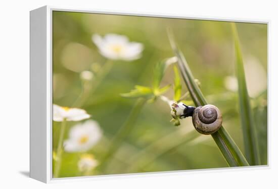 Escargot, Tree Escargot, Flowers-Jurgen Ulmer-Framed Premier Image Canvas