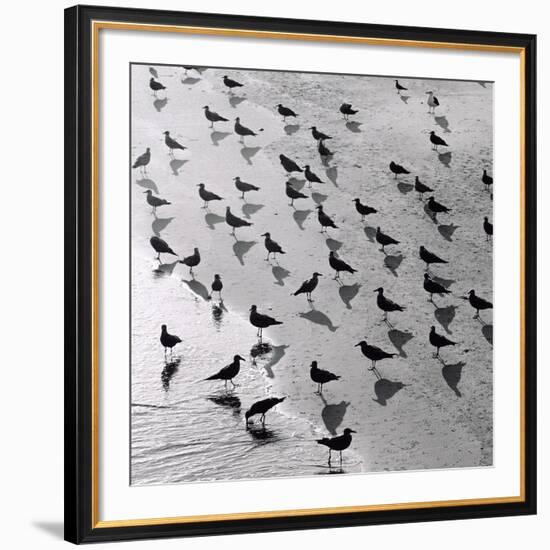 Escher's Seagulls-Michael Kahn-Framed Giclee Print