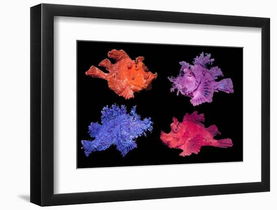 Eschmeyer's scorpionfish composite image showing variations-Georgette Douwma-Framed Photographic Print