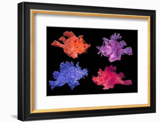 Eschmeyer's scorpionfish composite image showing variations-Georgette Douwma-Framed Photographic Print