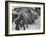 Escorting Sicilian Mafia Mobsters to Trial-null-Framed Photographic Print