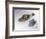 Eskimo box used as a charm-Werner Forman-Framed Giclee Print