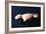 Eskimo Carving, Young Seal, 18th-19th century-Unknown-Framed Giclee Print