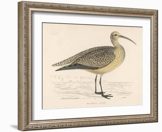 Eskimo Curlew-Reverend Francis O. Morris-Framed Art Print