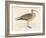 Eskimo Curlew-Reverend Francis O. Morris-Framed Art Print