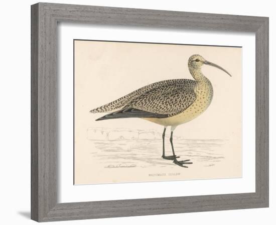 Eskimo Curlew-Reverend Francis O. Morris-Framed Art Print